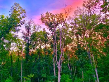 Low angle view of flowering trees in forest against sky