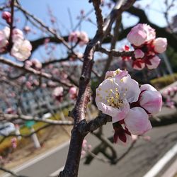 Close-up of cherry blossom tree