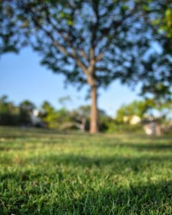 Trees on grassy field