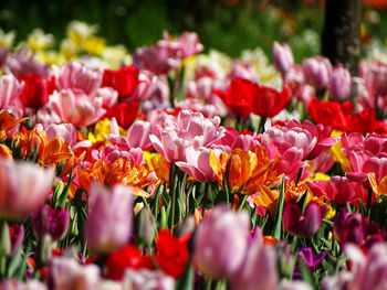 Close-up of red tulips