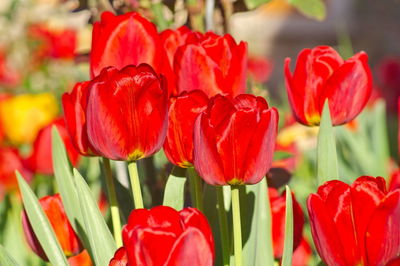 Close-up of red tulips