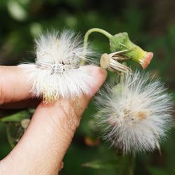 Close-up of hand holding dandelion