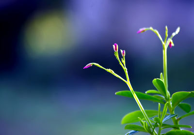 Close-up of flowering plant