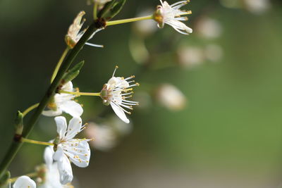 Close-up of white flowers