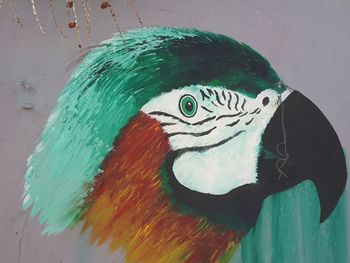 Close-up of parrot on wall