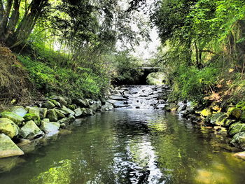 River amidst trees in forest