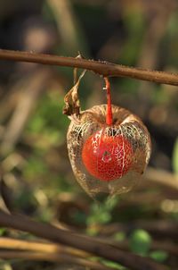 Close-up of red object