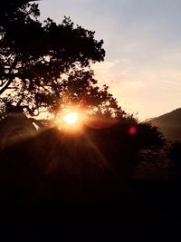 Sun shining through trees