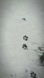 paw print