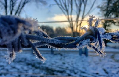 Close-up of snow on tree during sunset