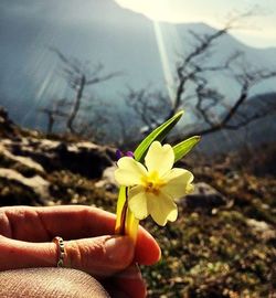 Cropped hand holding flower