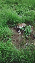 Cat on grassy field