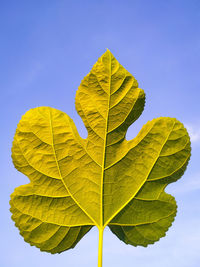 Close-up of leaf against clear blue sky