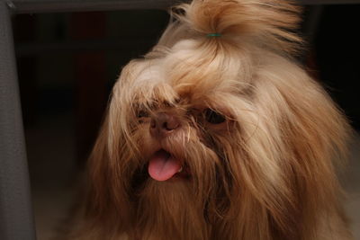 Close-up of dog sticking out tongue