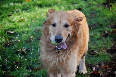 Close-up portrait of dog on field