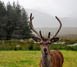 Portrait of deer on field