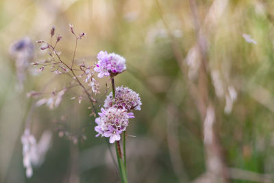 Close-up of purple flowers