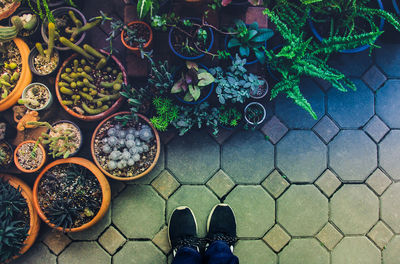 Low section of person standing on potted plant