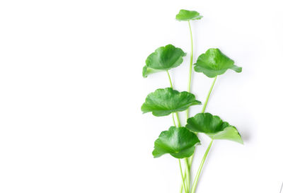 Close-up of plant over white background