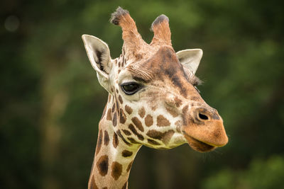 Close-up of giraffe outdoors