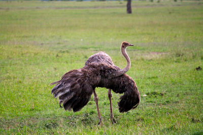 Side view of a bird on field