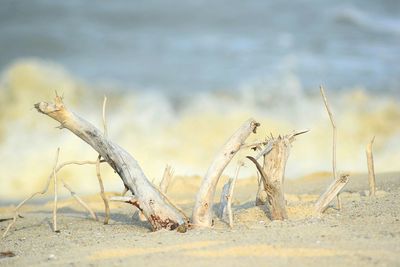 Close-up of sand on beach