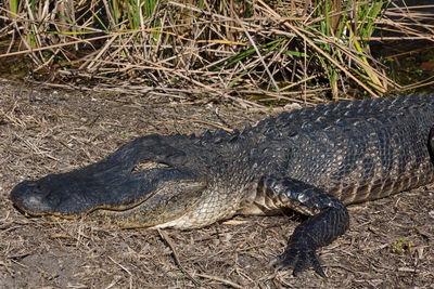 High angle view of alligator on field during sunny day