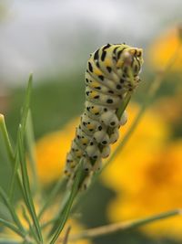 Close-up of butterfly on yellow flower