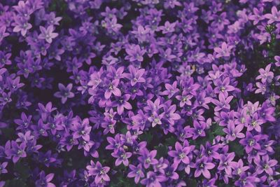 Full frame shot of flowers