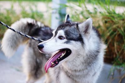 Close-up of siberian husky