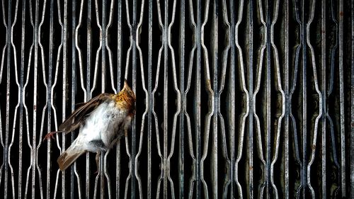 Close-up of bird perching against gate