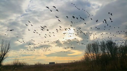 Low angle view of birds flying against cloudy sky