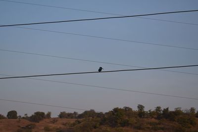 Low angle view of birds perching on cable