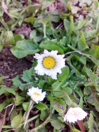 Close-up of flowers blooming outdoors