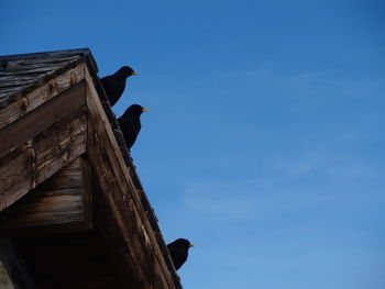 Low angle view of blackbirds perching on roof against sky