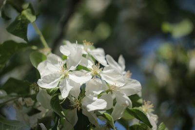 Close-up of white flowering plant