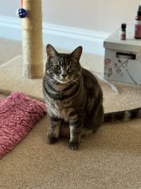 pet