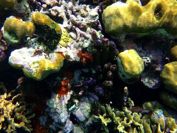 Close-up of coral underwater