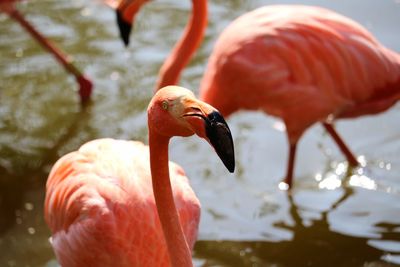 Close-up of pink flamingos 