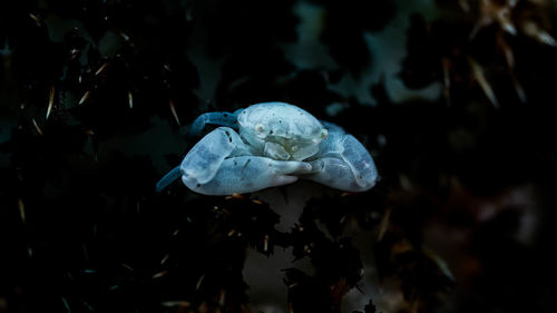 Close-up of crab in sea