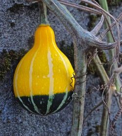 Close-up of yellow flower