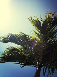 Low angle view of palm trees against clear sky