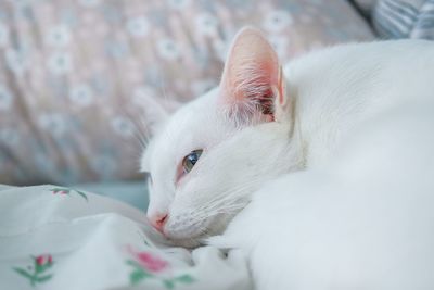 Close-up of a cat resting on bed