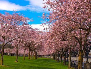 Cherry blossoms in spring