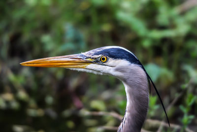 Close-up of great blue heron