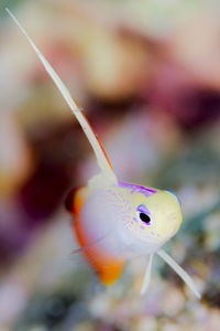 Close-up of fish swimming in sea