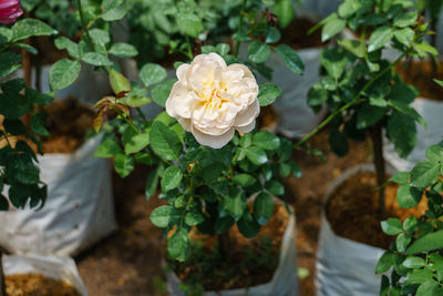 Close-up of white flowering plant