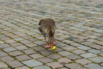 High angle view of bird on cobblestone street