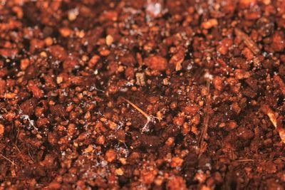 Close-up of ant on leaf