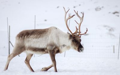 Deer in a snow